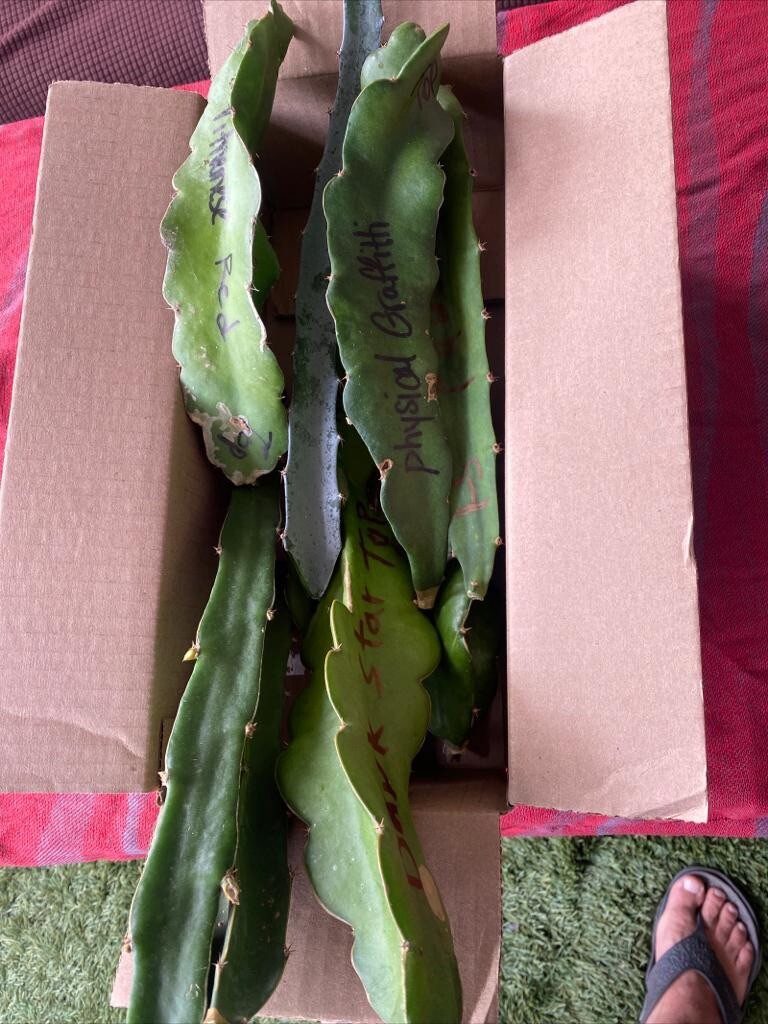 16 Dragon Fruit cuttings 8-12 inches long