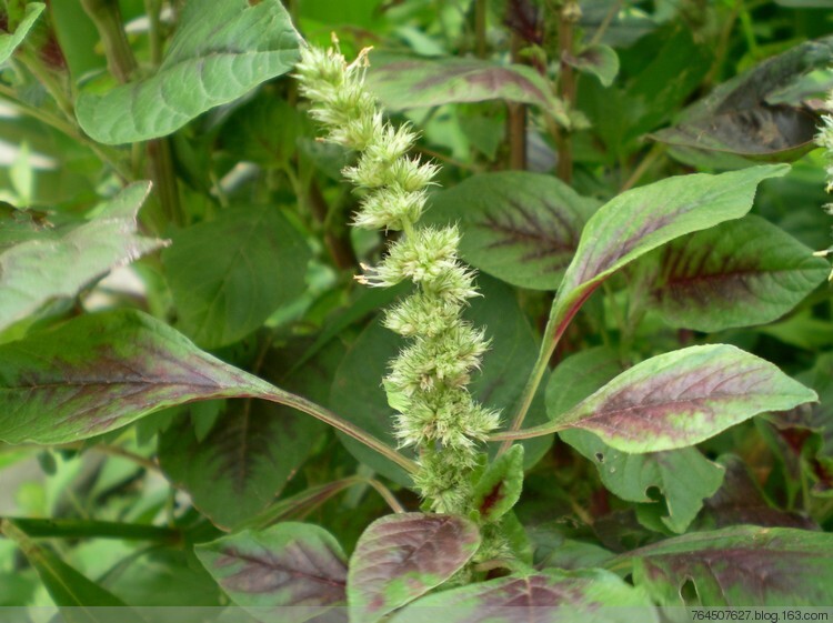 RARE✿ New! Heirloom Leaf Amaranth Multicolor 50+ Seeds ●Warm Season Crop