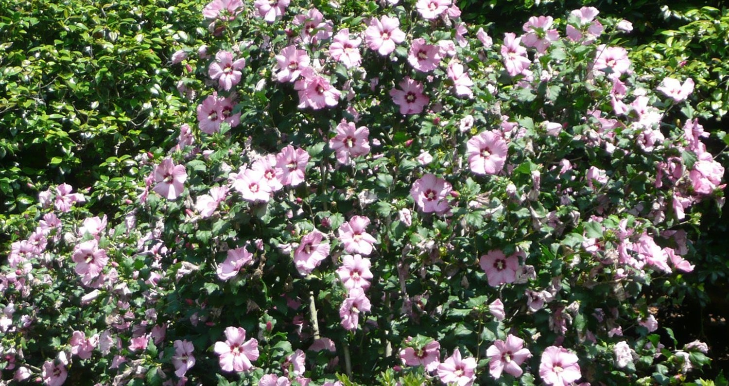 Aphrodite Hibiscus, Rose of Sharon, Pink Flowers 1 Live Plant in 3.5 Inch Pot
