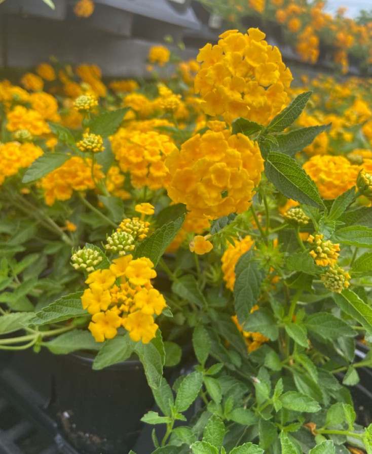 New Gold Lantana Live Plant – 4 Inch Pot – Fully Rooted Groundcover Perennial