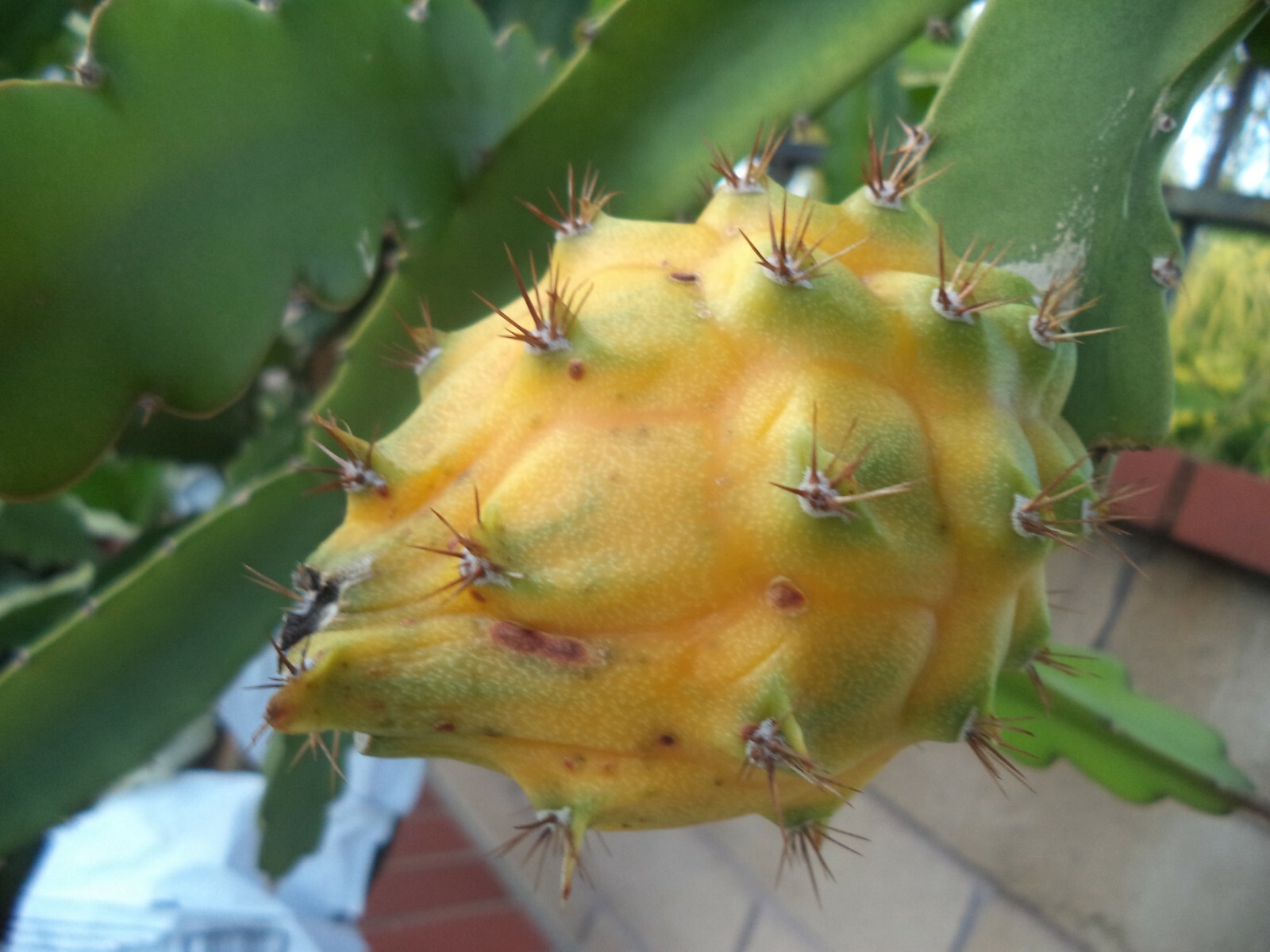 Yellow Dragon Fruit Palora Variety Matured Fresh Cutting For One Pc In 10″-12″ H