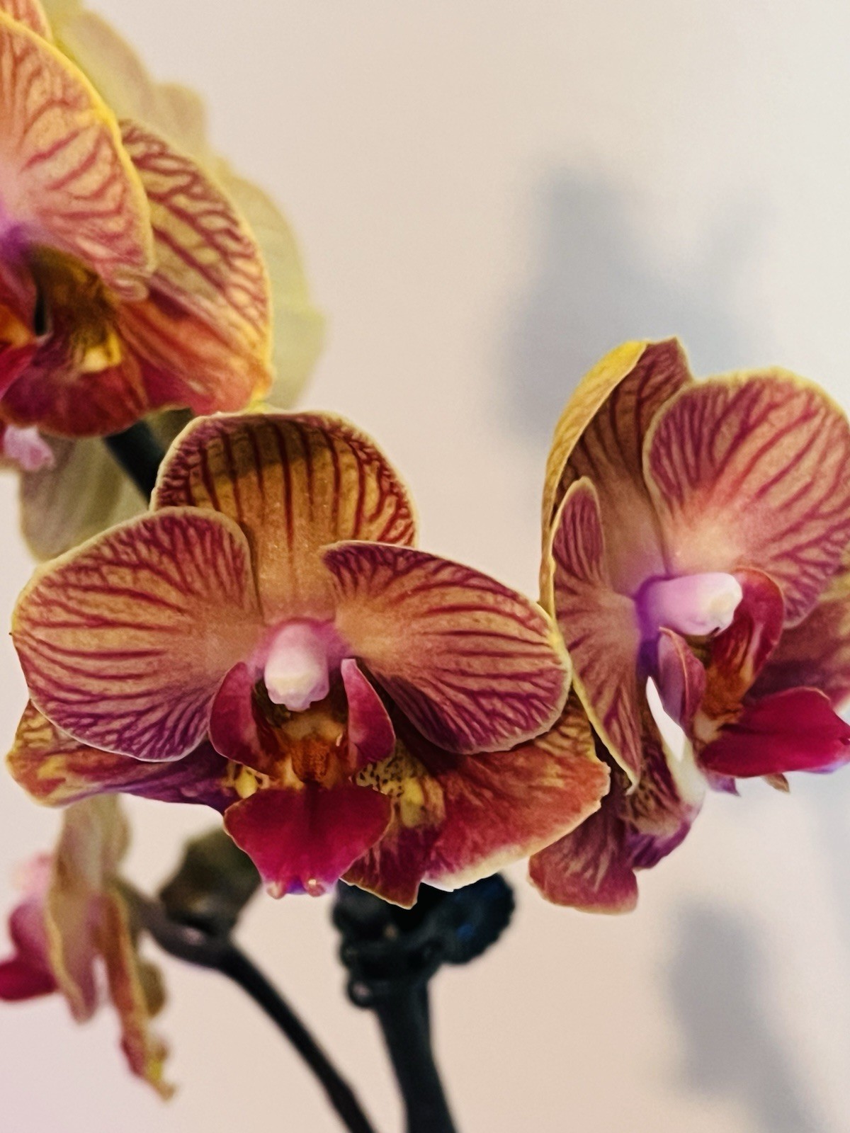 Phalaenopsis Orchid NOID Taiwanese Species Extremely Rare Plant Mutated!!!