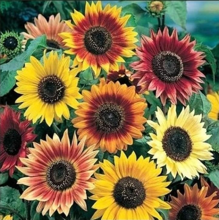 500+ Mixed Sunflower Seeds for Planting (17+ Varieties, 17 Varieties Mix