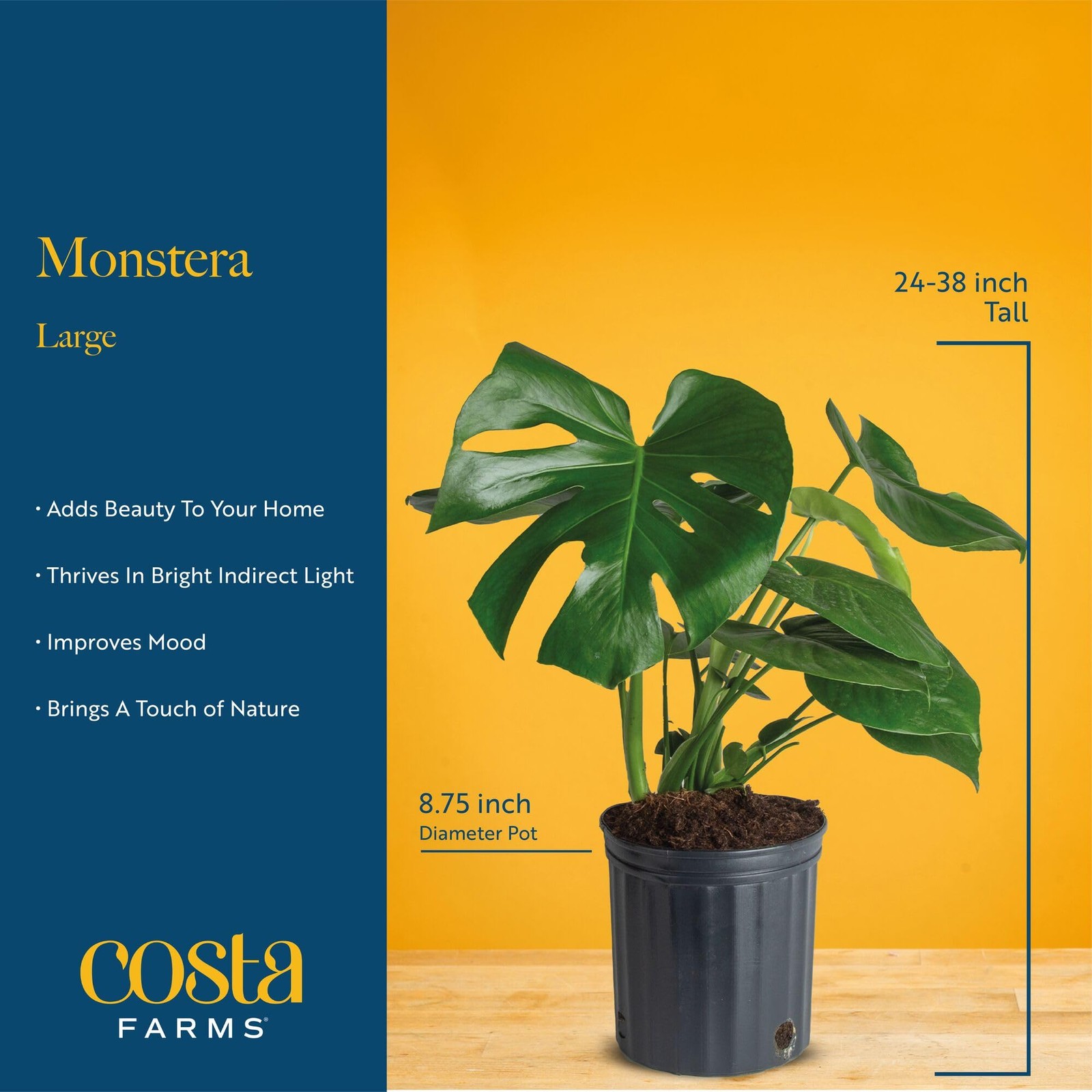 Costa Farms Monstera Swiss Cheese Live Plant In Plastic Pot Large Indoor
