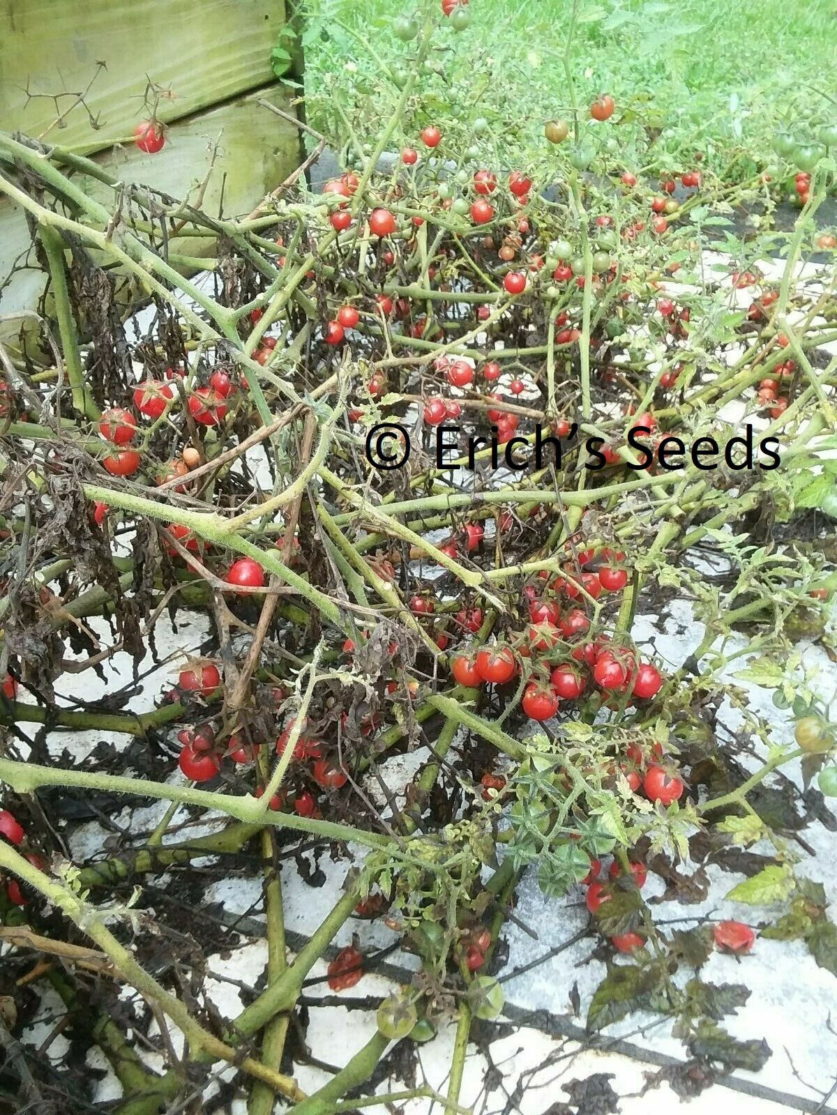 60+ Florida Everglades Tomato Seeds Fresh Seeds for planting in 2024