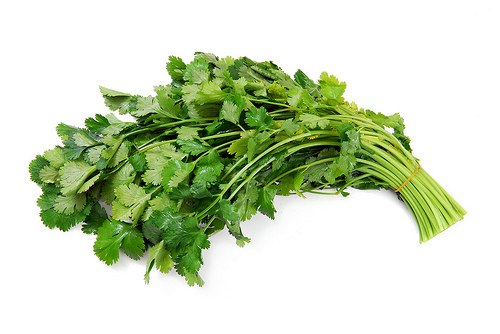 CORIANDER herb (Coriandrum sativum) recao cilantro latin cuisine spice 100 seeds