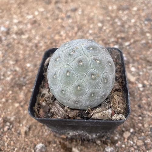 Tephrocactus Geometricus Paper Spine Cactus, Unrooted Cutting Succulent