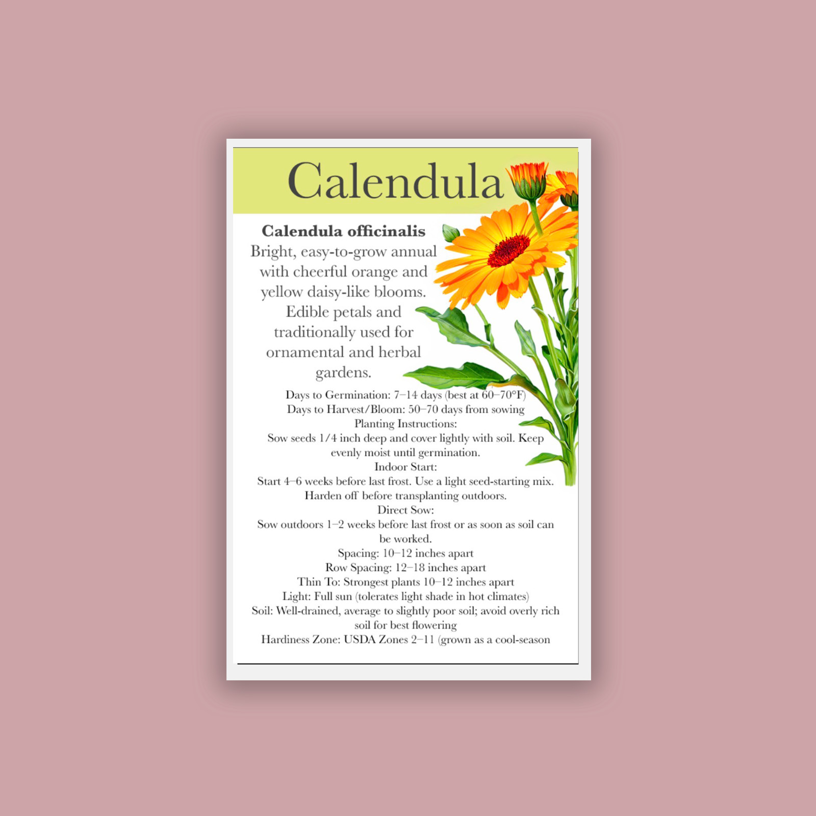 Calendula Pacific Beauty Seeds Mix, Pot Marigold, 100 Seeds