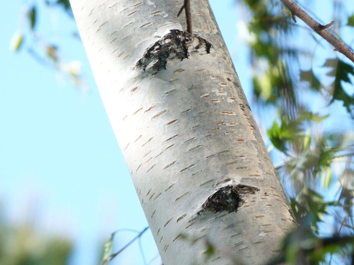 150 Cutleaf Weeping Birch Tree Seeds~Betula Pendula Laciniata~Botanical Gardens