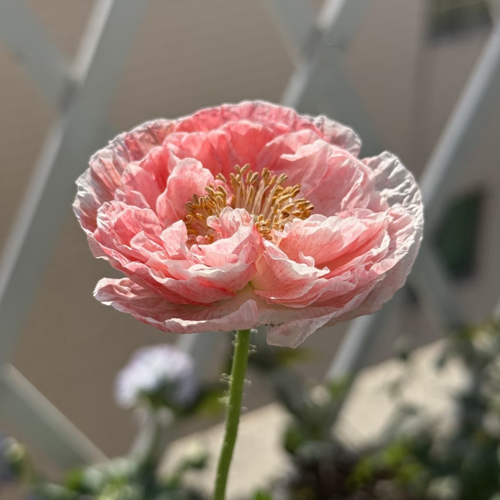 1000 Pink & White Bicolor Poppy Seeds – Rare Heirloom Papaver for Garden