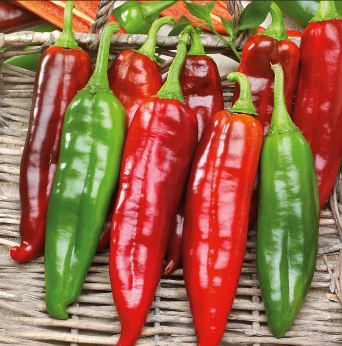 75ct Heirloom NuMex BIG Jim Hatch Chili Pepper Seeds HUGE Foot Long Mild Peppers