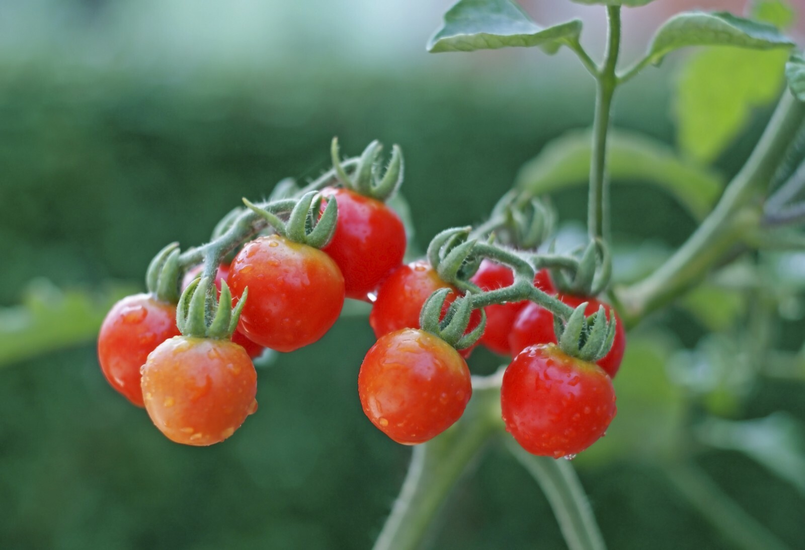 Tiny Tim Cherry Tomato Seeds, 15 Seeds, BUY 2 GET 1 FREE, NON-GMO, FREE SHIPPING