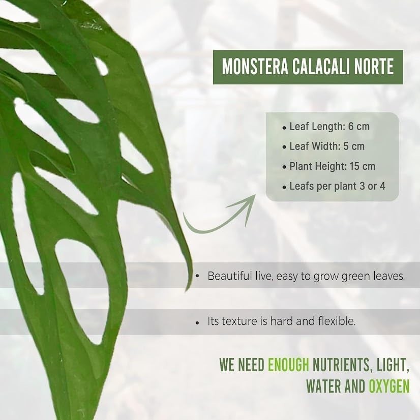 Monstera Calacali Norte by LEAL PLANTS ECUADOR – Unique Swiss Cheese Plant with