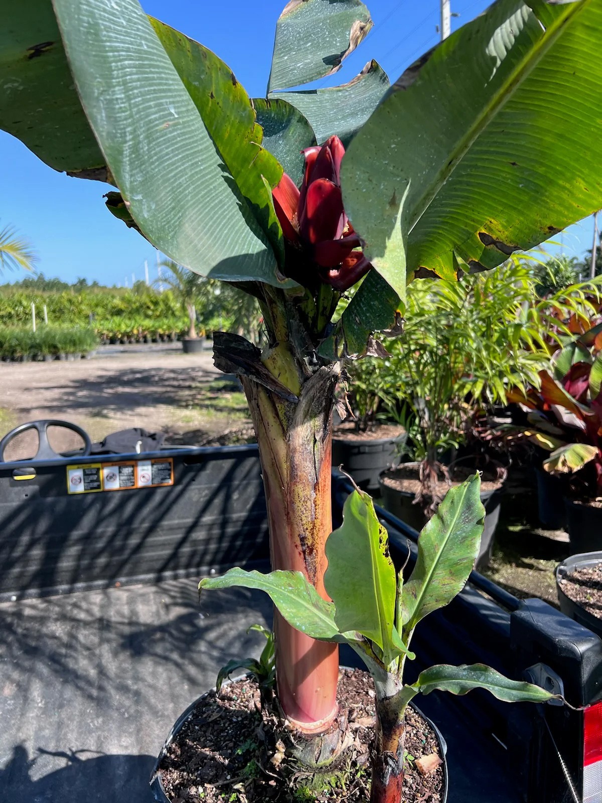 Musa acuminata | Dwarf Cavendish Banana | 10_Seeds