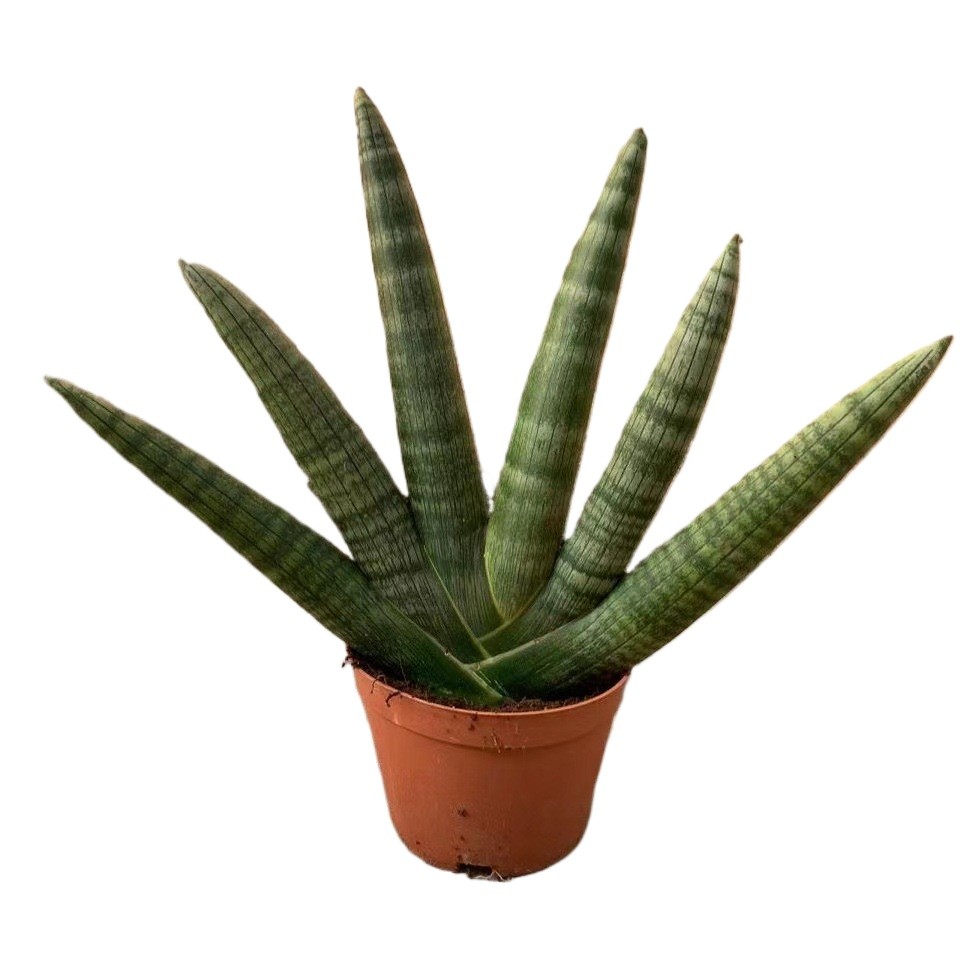 Sansevieria Cylindrica Boncel (Starfish Sansevieria) Snake Plant Mini Sta US