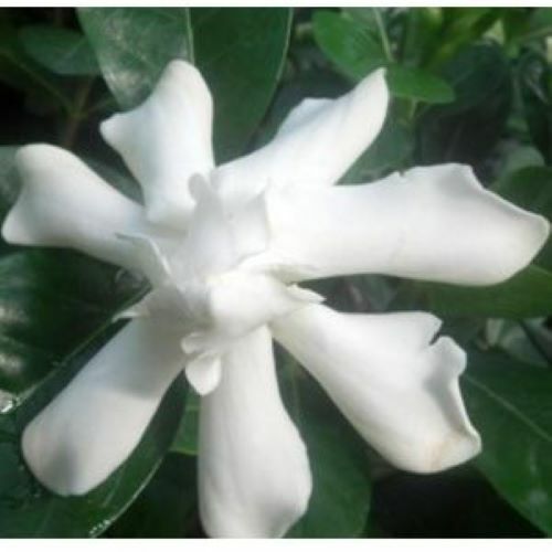 DOUBLE Tahitian Gardenia Taitensis Jasminoides Plant~Intensely Fragrant Flower
