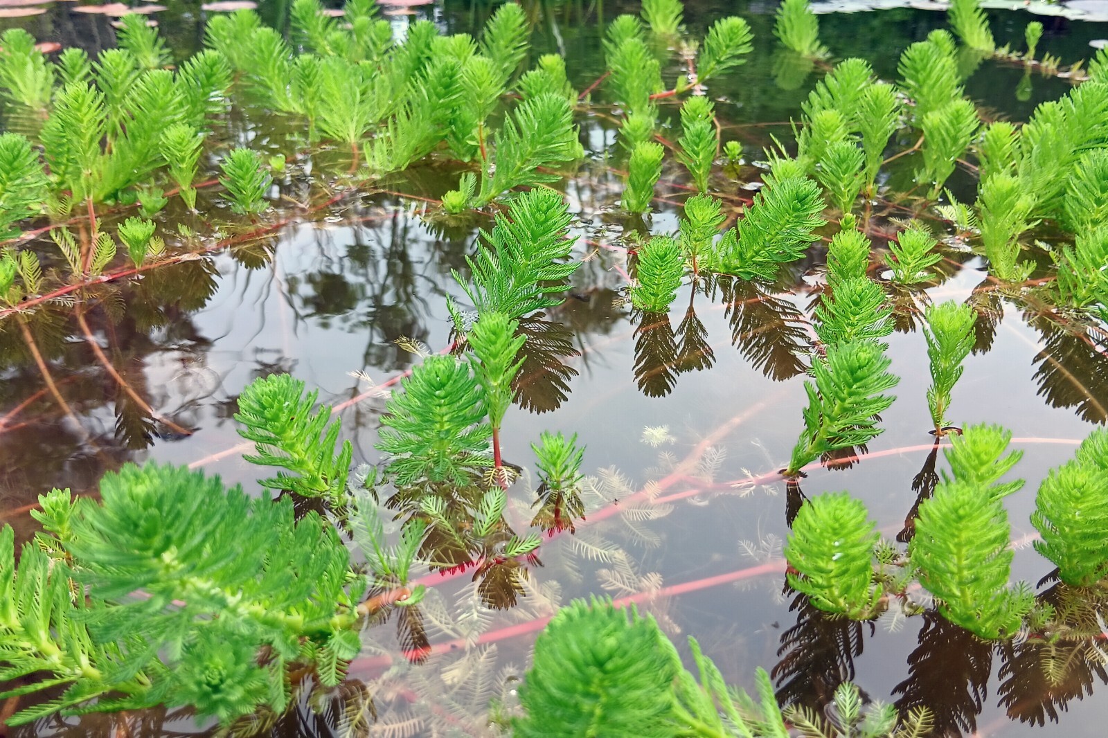 Parrot’s Feather Live Water Garden Pond Bog Plant *XL Bunches!* Buy 2 Get 1 Free