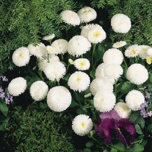2000+English Daisy Seeds(Bellis perennis) Mixed Perennial Wildflowers USA