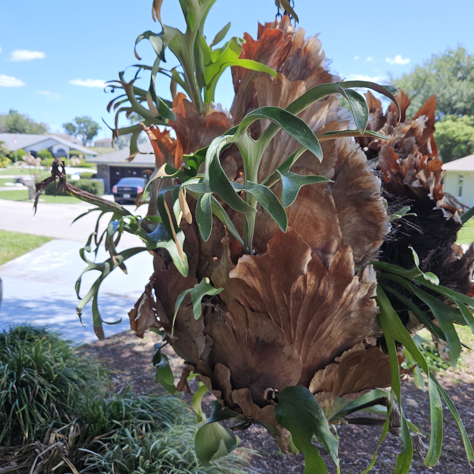 STAGHORN FERN, LARGE PLANT. OVER 20 YEARS OLD, LOCAL PICKUP ONLY.