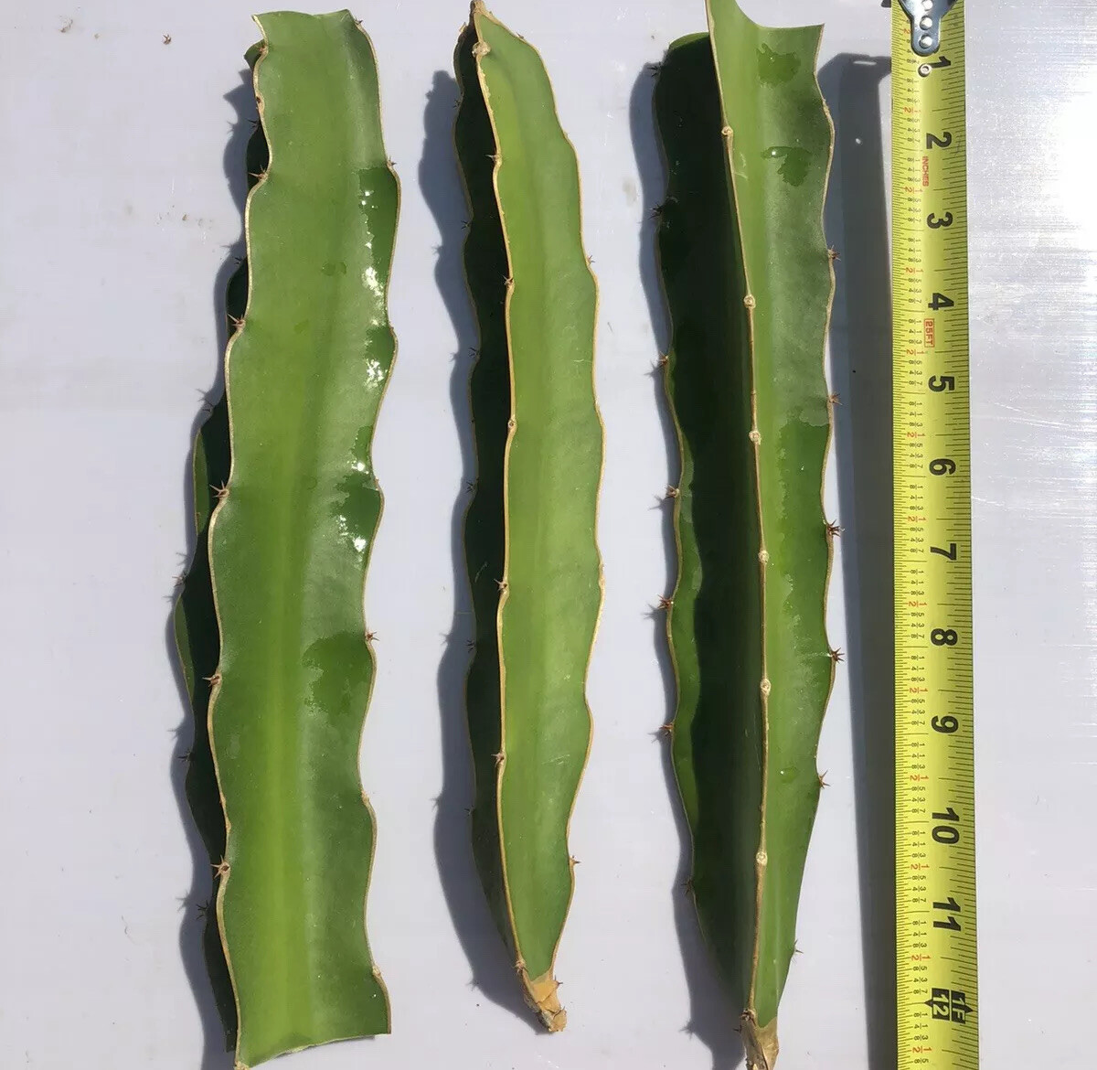 3 White Flesh Dragon Fruit Fresh Cutting Pitaya Succulent Cactus 10”-12”No Root