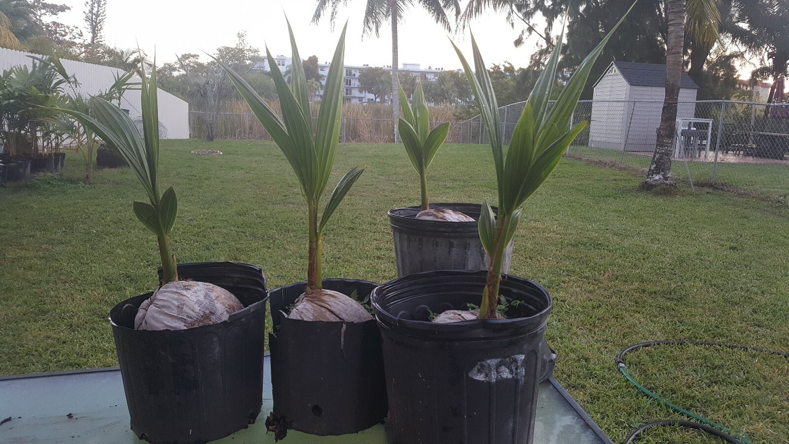 1 Coconut palm tree Malayan green Dwarf Variety