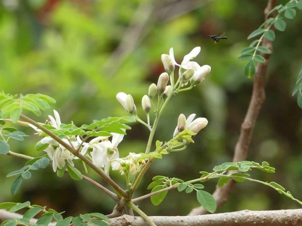 Indian Moringa Seeds High-Yield Drumstick for Home Garden, Green