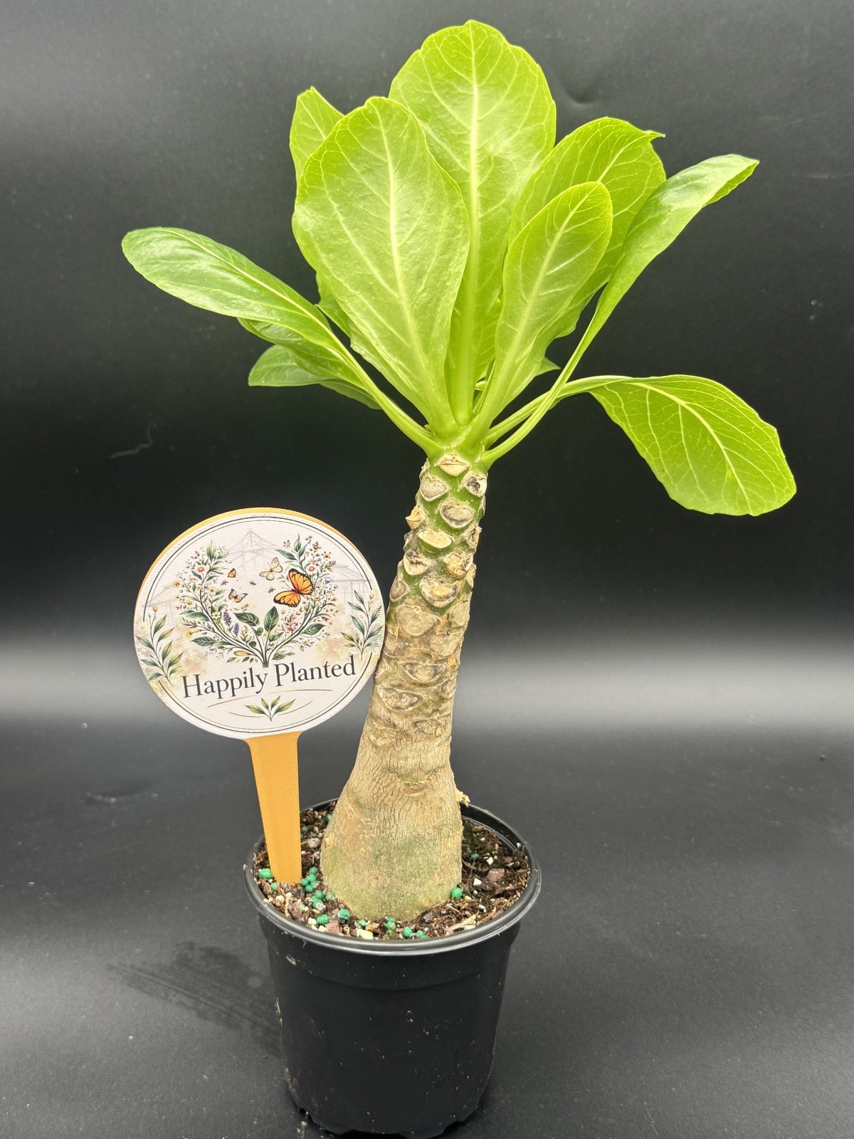 Brighamia Insignis Hawaiian Palm – 4″ Pot Live Plant – Free Shipping