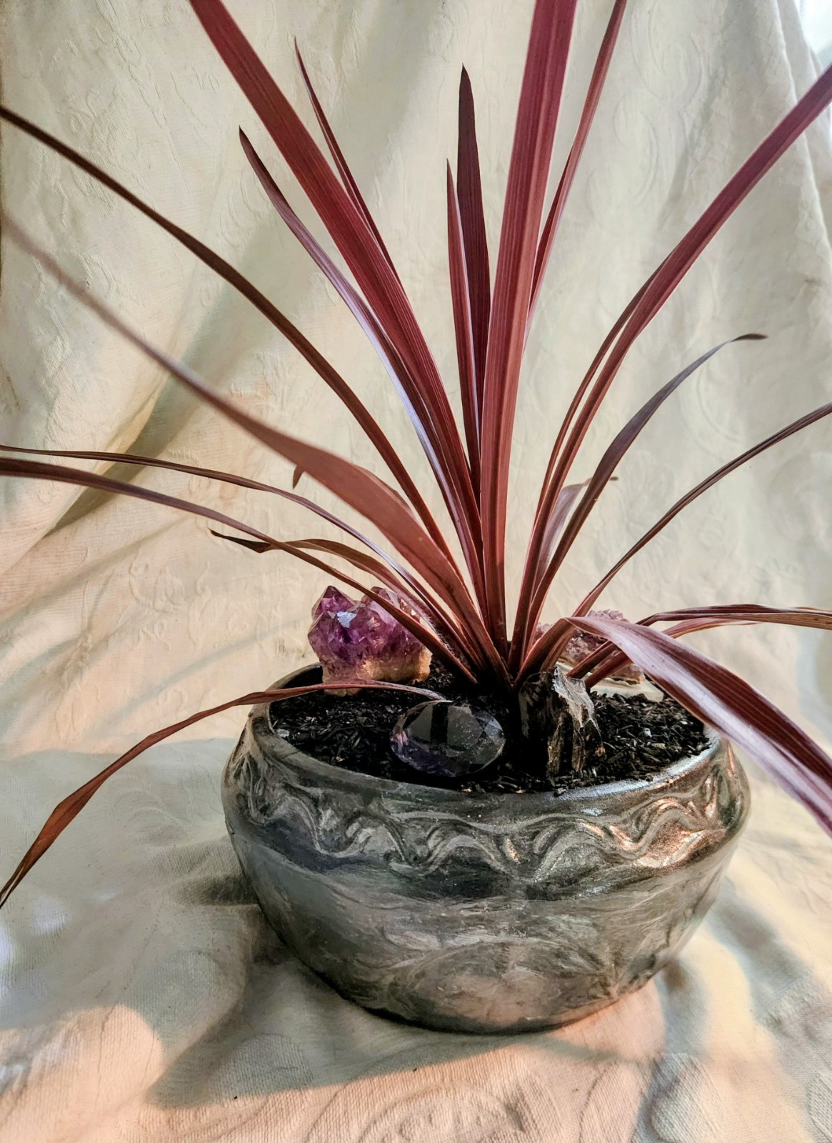 Live Burgundy Cordyline in Hand-Finished Charcoal & Silver Embossed Planter