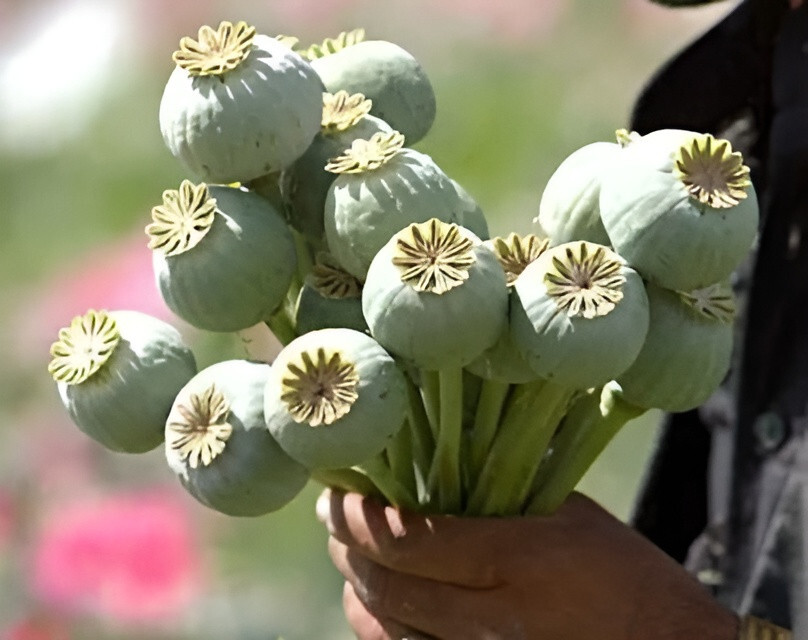 1,500 Fresh Giganteum Poppy Seeds – P. Somniferum – Giant Seed Heads&Huge Blooms