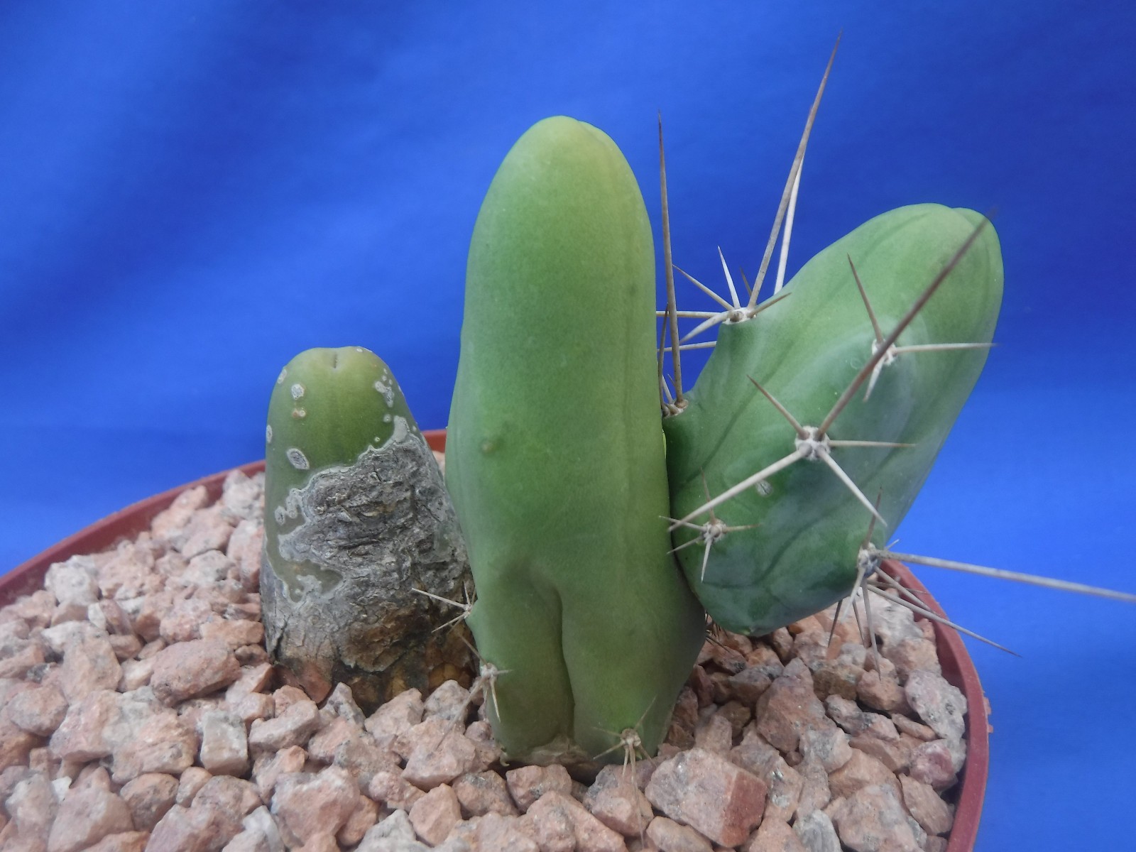 Rare Monstrose Cactus TBM 3″ Tall 3″ wide CLUMP Short Form 4 Segments! L6