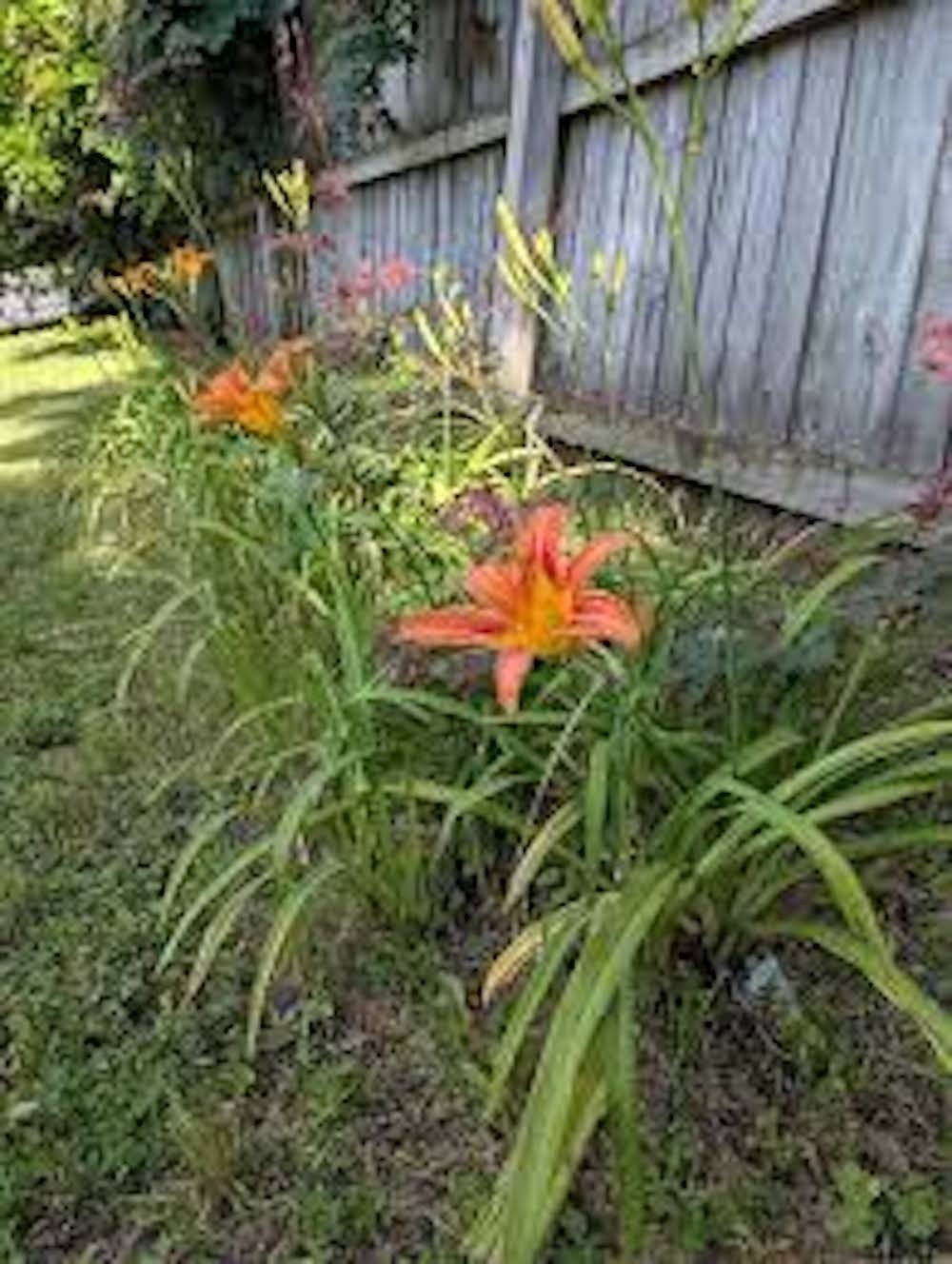 3 Orange Daylily Hemerocallis fulva Orange Bare Root Wildflower
