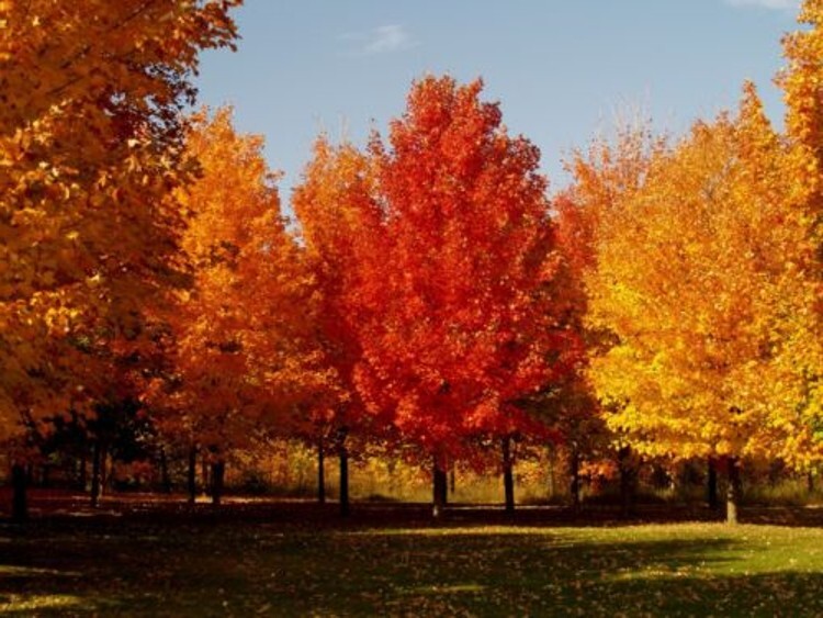 Acers Saccharums Maple Sugar Trees Multiple Exposures In Various Soils Quart Pot