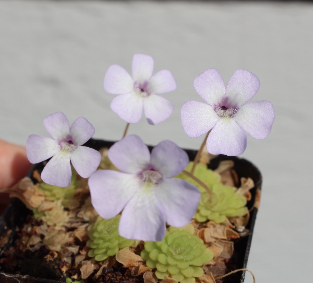 Pinguicula rotundiflora dainty whimsical flowers!