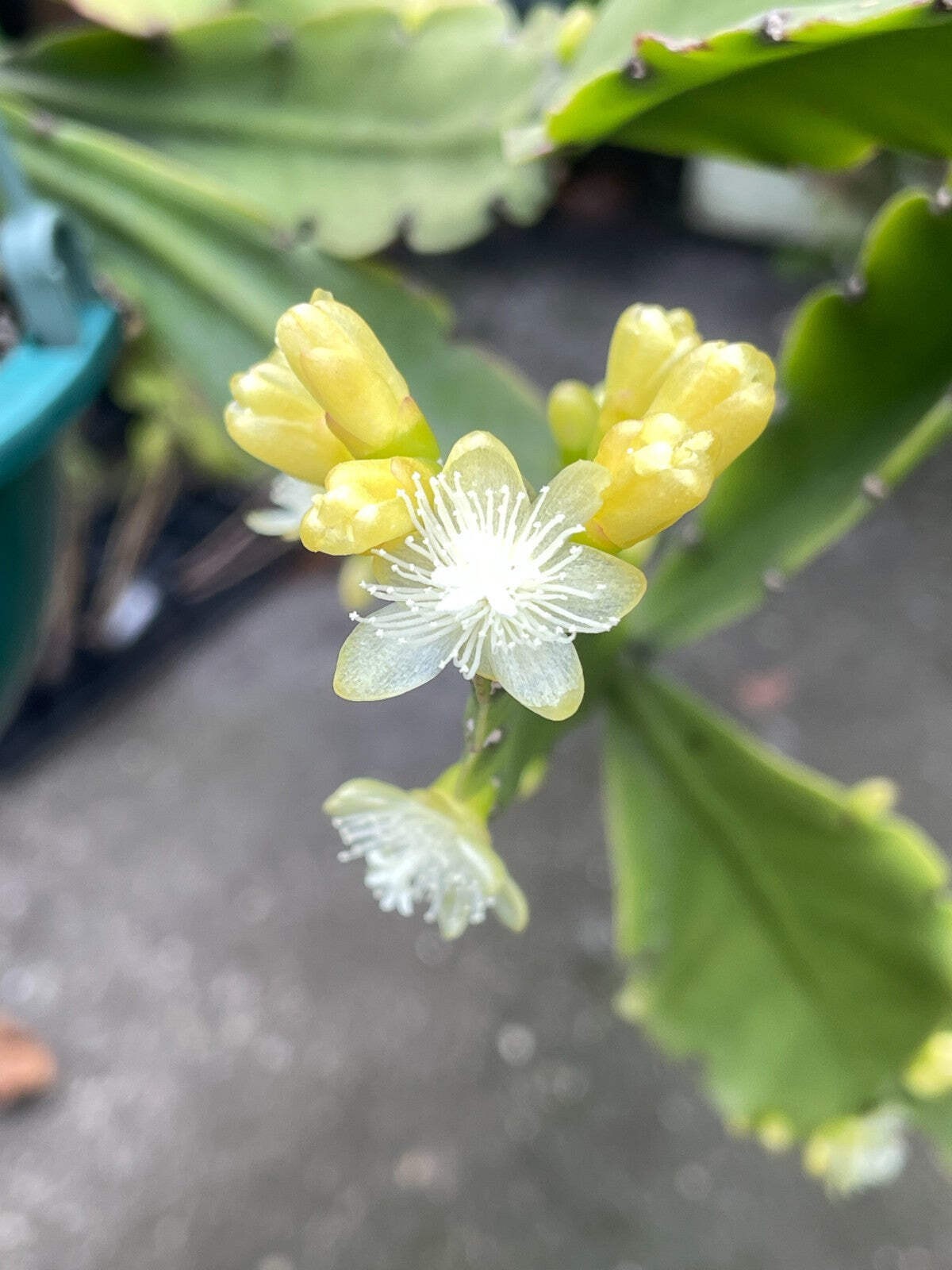 Rhipsalis Oblonga Cactus Ready For Hanging Basket – Well-Rooted In 3.5″ Pot!