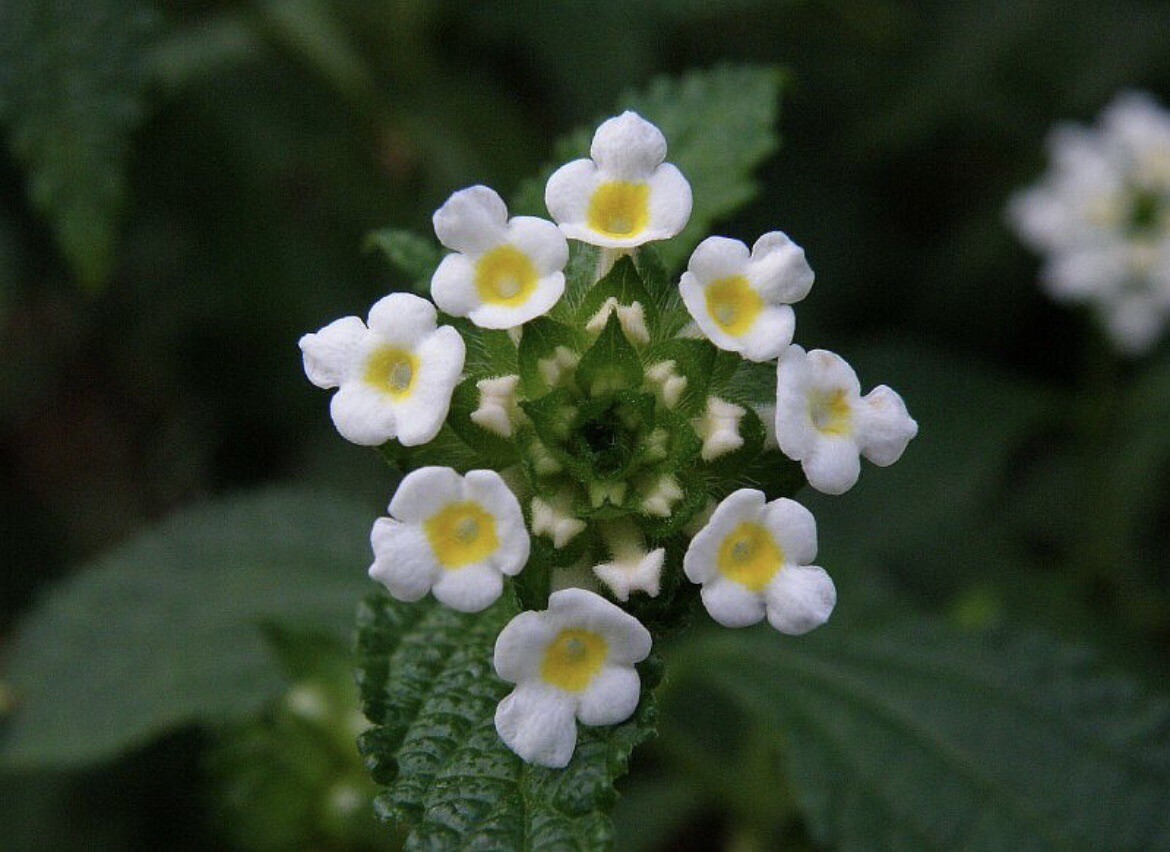 Lantana Viburnoides – 25 Seeds 2025 – USA