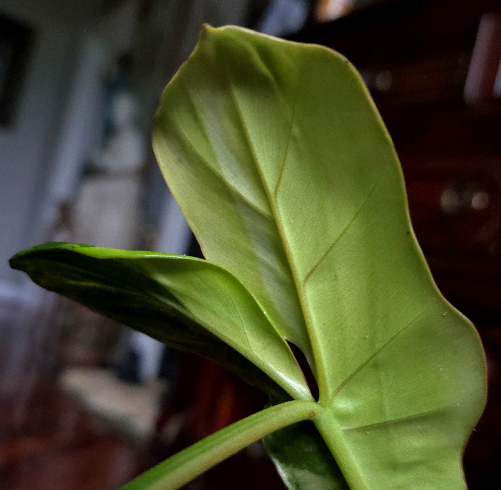 Rare XL Philodendron Florida Beauty X Paraiso Verde 28″ Wide 14″ Leaf Monstera