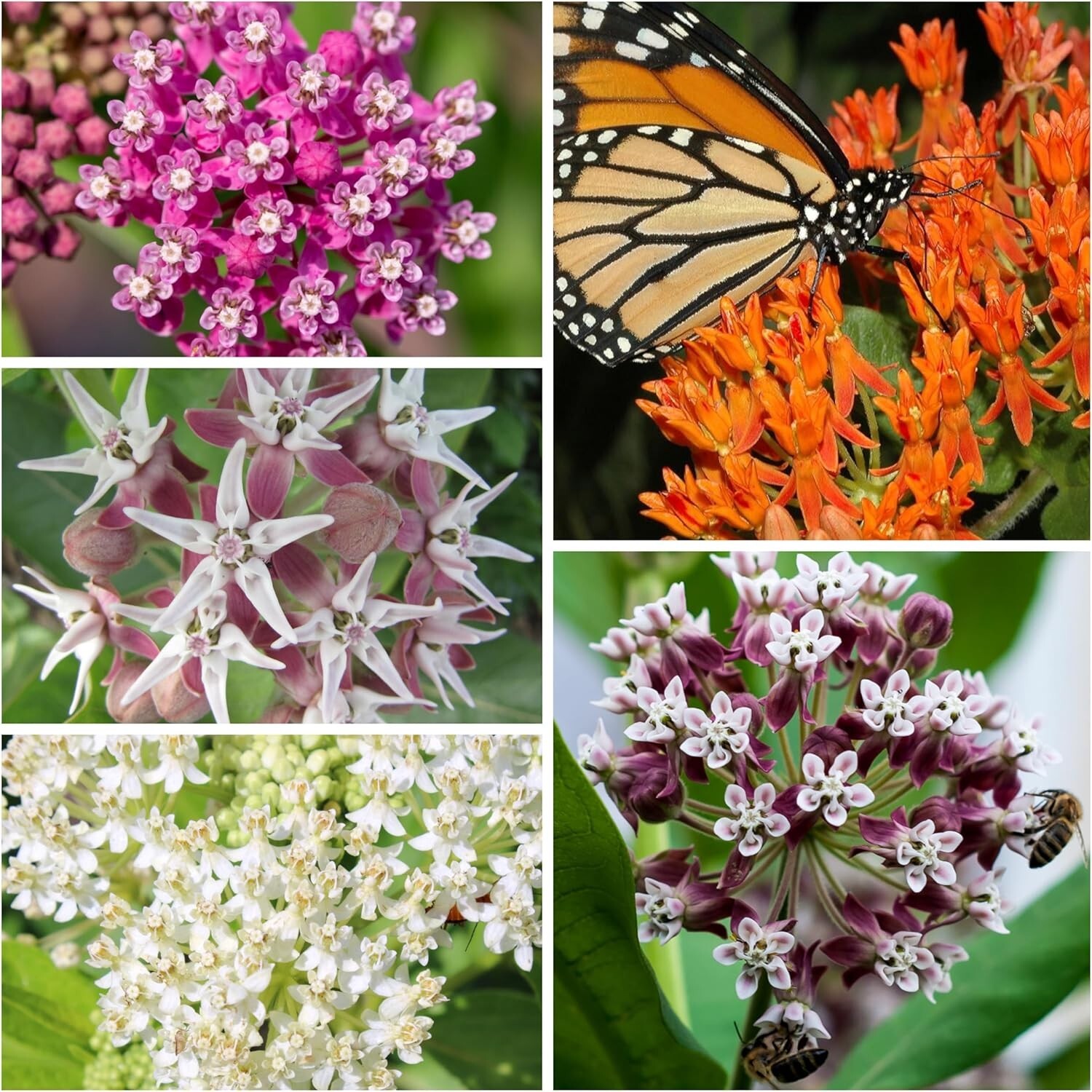 Milkweed Seed Packet Collection by Seed Needs – 5 Individual Asclepias Packets