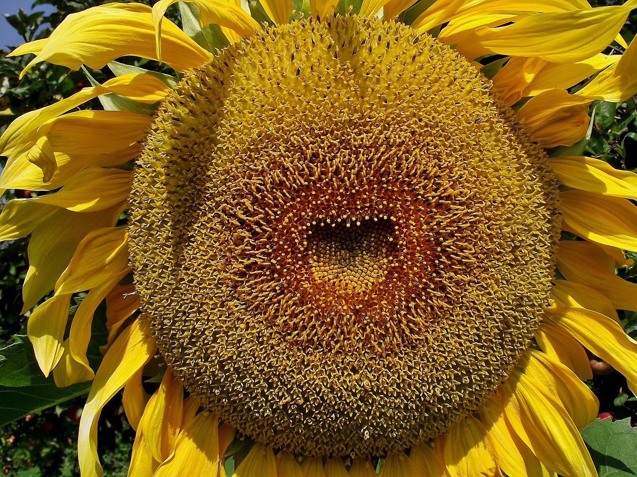 25 AMERICAN GIANT HYBRID SUNFLOWER SEEDS Give it space for a huge head!