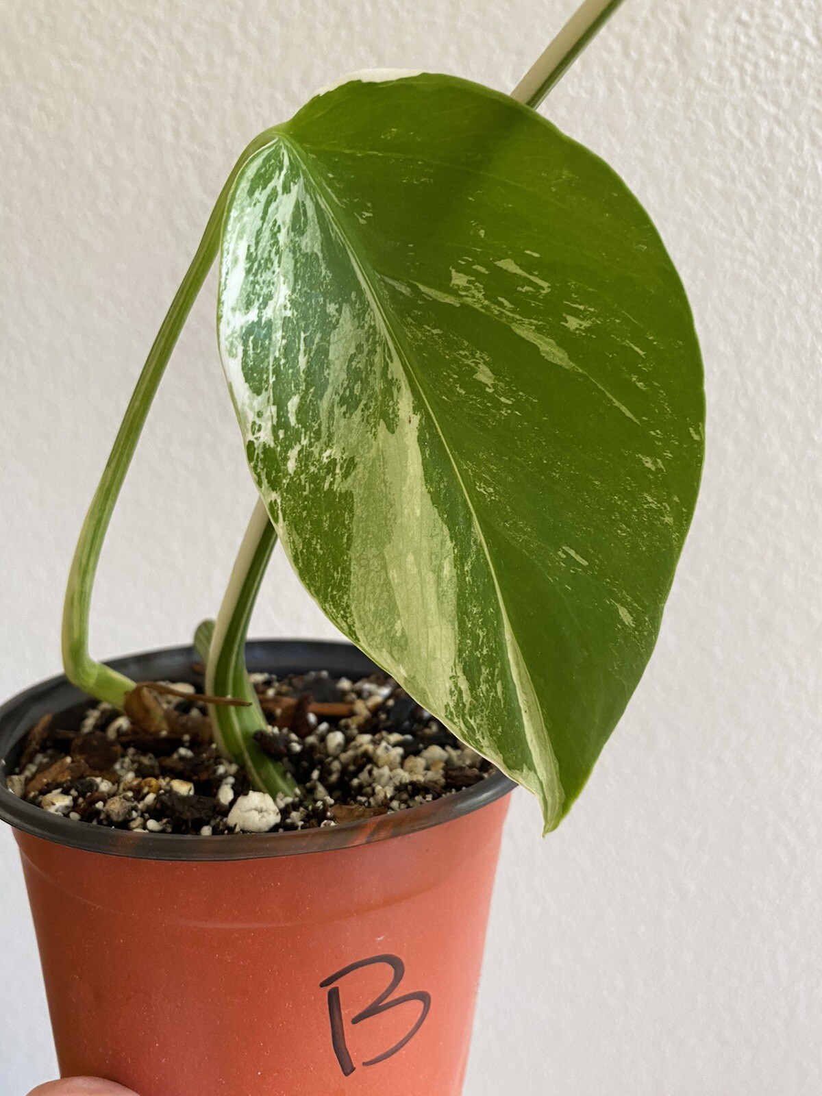 Variegated Monstera Albo Borsigiana – See Description – Available: A, B, D, E