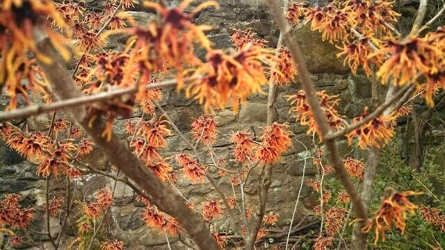 10 FIRE CHARM WITCH HAZEL SEEDS – Hamamelis x intermedia