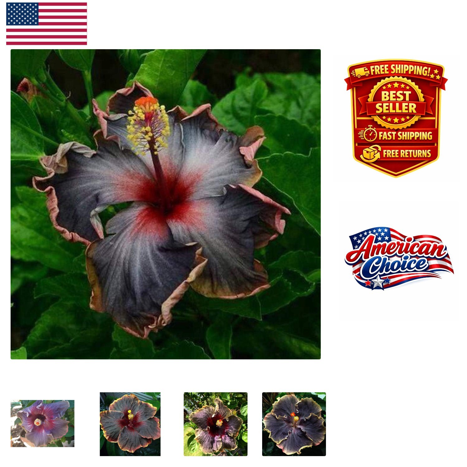 20PCS Heirloom Tropical Hibiscus Seeds: Black Pink Purple for Culinary Use