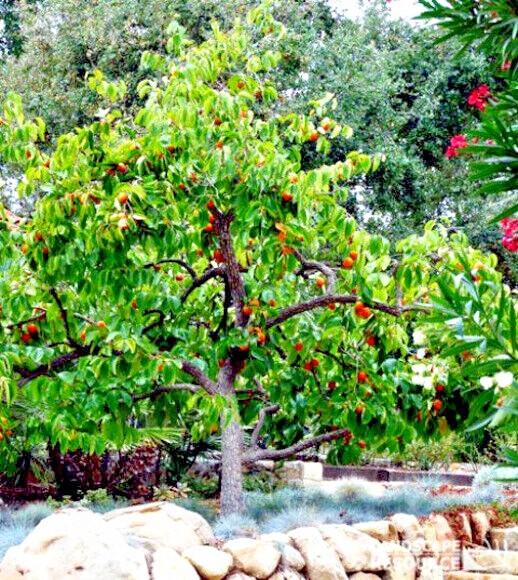 20 JAPANESE PERSIMMON TREE SEEDS (Diospyros Kaki) Asia Hardy Garden Fruit Plant
