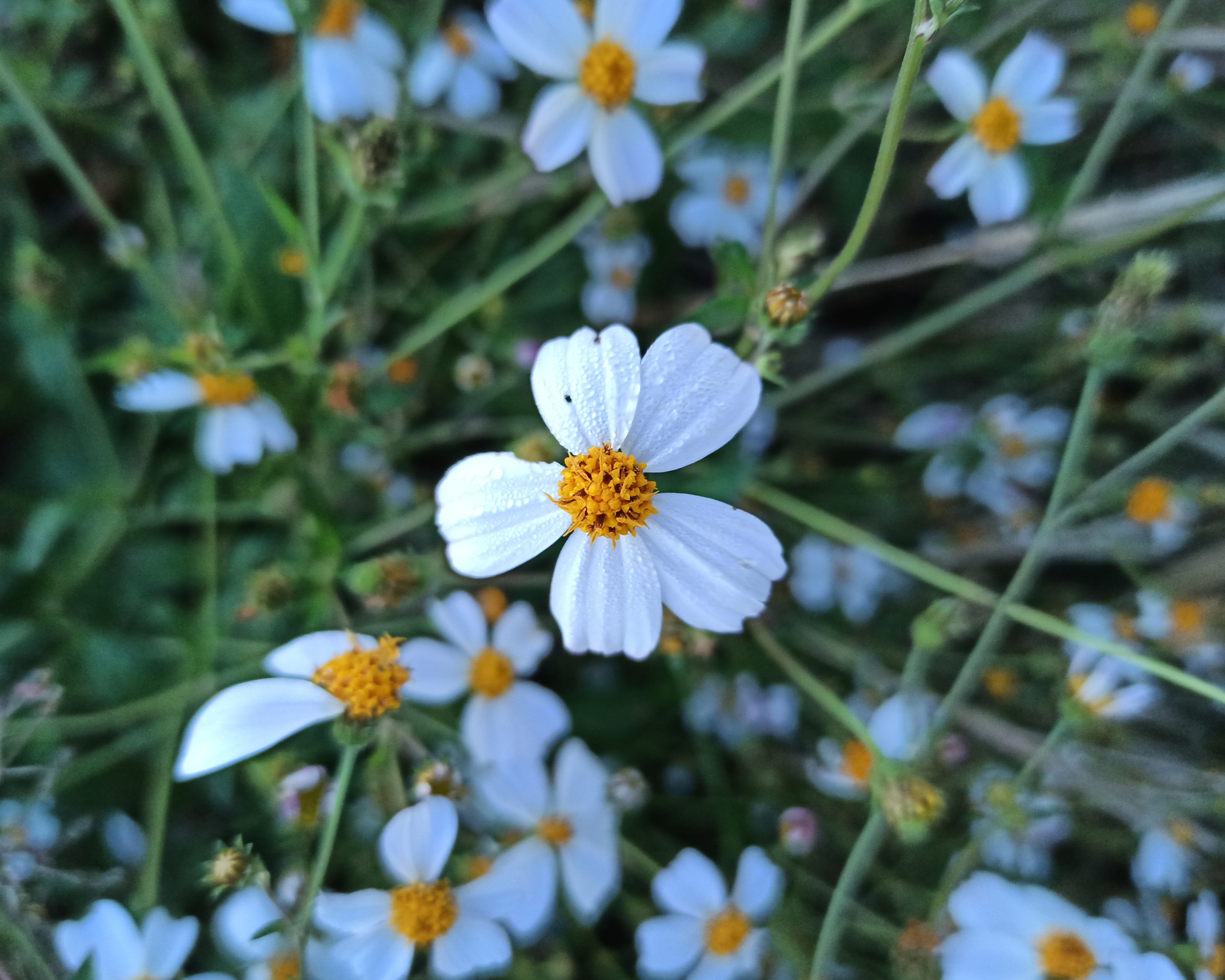 500 BIDENS PILOSA Seeds (Spanish Needle) | NON-GMO | Free shipping | Annual