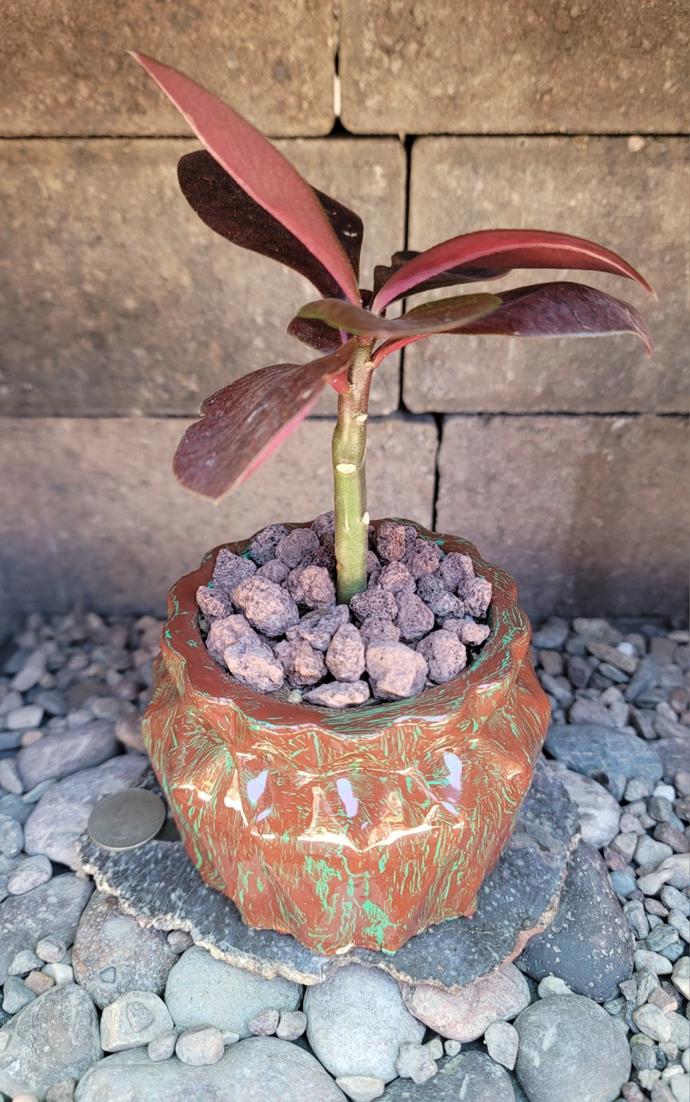 Live Rooted Euphorbia Grantii Var. Rubra Succulent In 4×3.25″ Handmade Pot