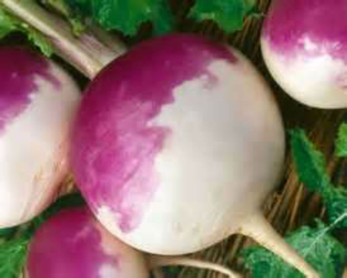 PURPLE TOP TURNIP! 50 DAYS TILL HARVEST COMB. S/H! SEE MY STORE