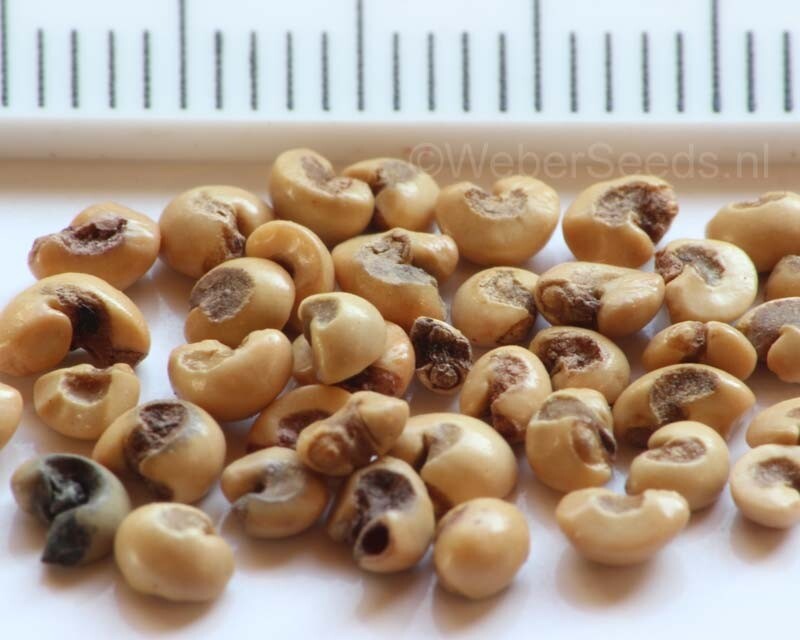 True Blue Sweet Myrtle (Myrtus communis L.) 30 Seeds (06)