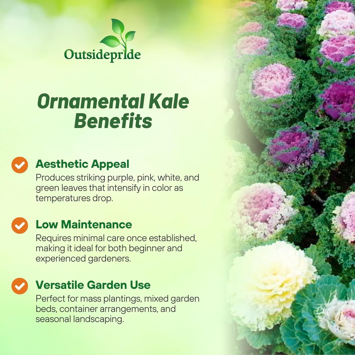 2000 Seeds Ornamental Kale Seeds – Brassica Kale Flower Seed