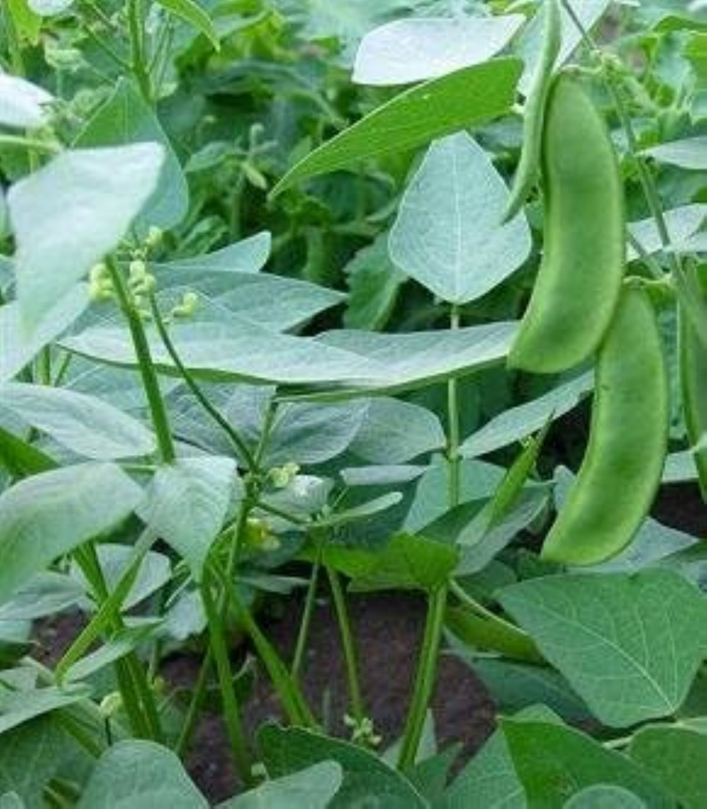 Heirloom Henderson Lima bush bean seeds USA ! Tasty ! Fresh ! Butter Bean! Dwarf