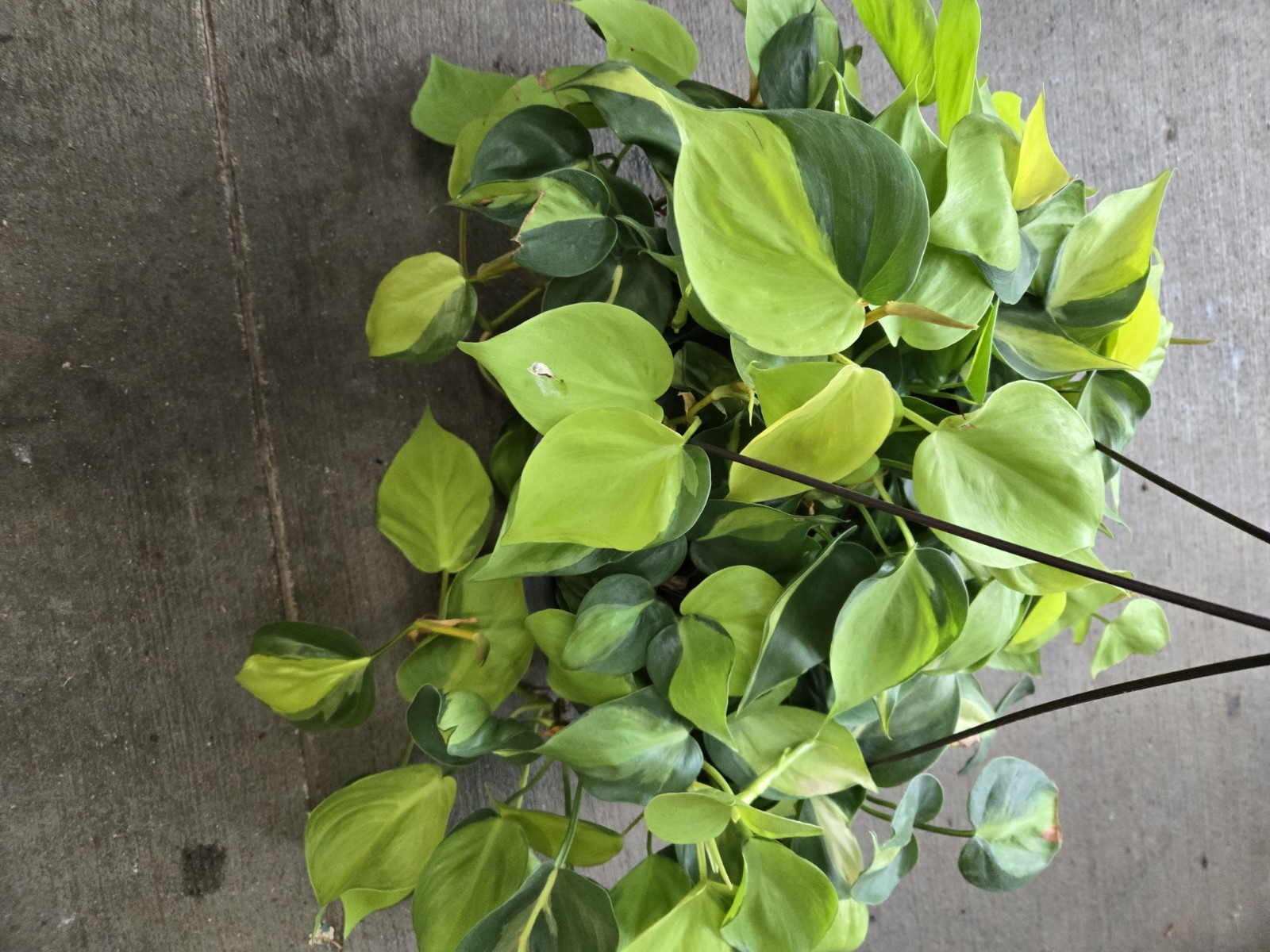 pothos Philo/HD live plants