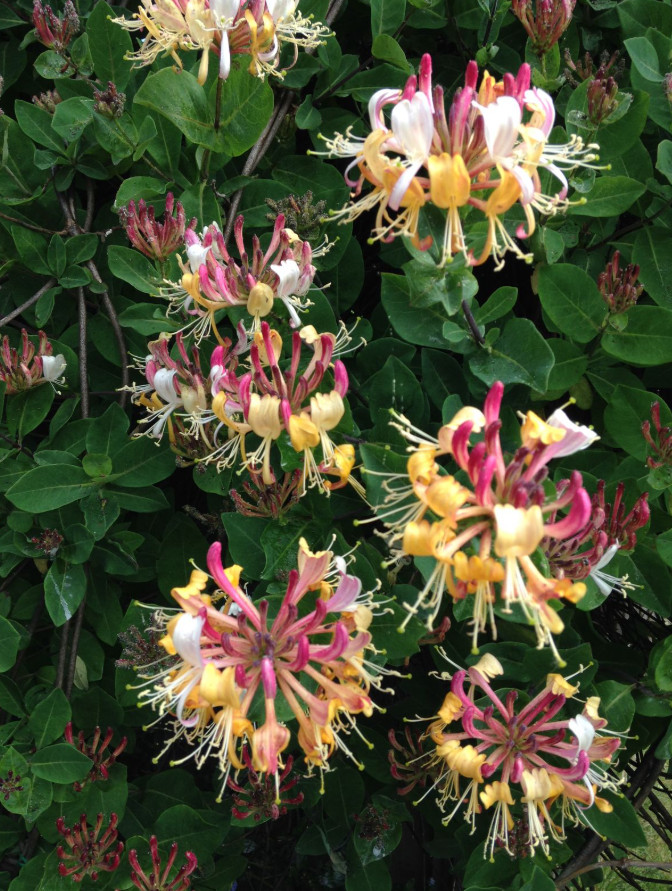 Purple Honeysuckle Live Plant – 1 Gallon – Fully Fragrant Climbing Flower Vine